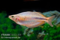 Kiura-Regenbogenfisch, Melanotaenia Cf. Goldiei "Kiura", 5 Tiere 10 Kiura-Regenbogenfisch, Melanotaenia Cf. Goldiei "Kiura", 5 Tiere -Aquariumladen = das Beste. Kiura Regenbogenfisch Melanotaenia cf goldiei Kiura 2 Paare 3