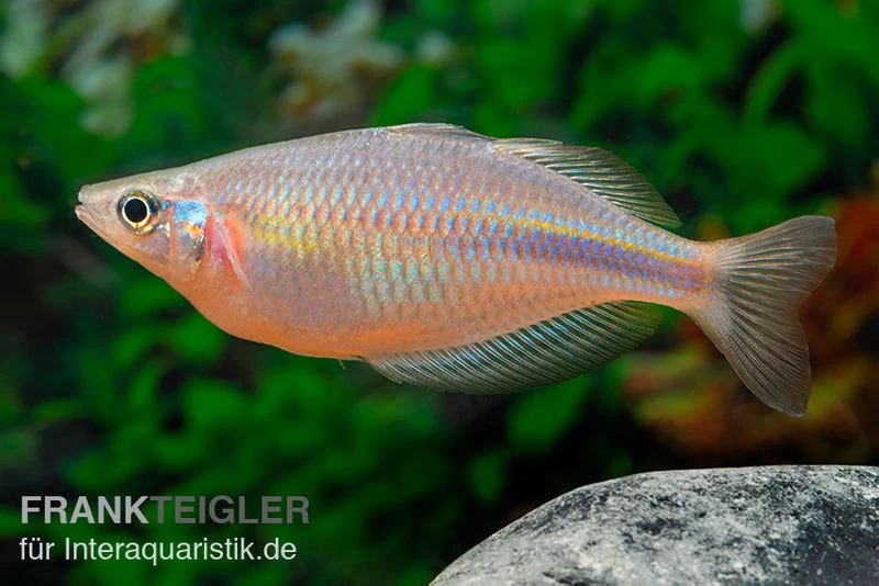 Kiura-Regenbogenfisch, Melanotaenia Cf. Goldiei "Kiura", 5 Tiere 7 Kiura-Regenbogenfisch, Melanotaenia Cf. Goldiei "Kiura", 5 Tiere – Bild 5