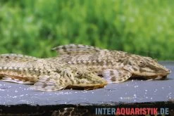 Kleiner Hexenwels, Rineloricaria Parva -Aquariumladen = das Beste. Kleiner Hexenwels Rineloricaria parva neu 2