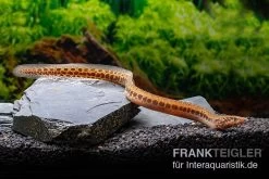 Kongo-Stachelaal, Mastacembelus Cf. Greshoffi (Kongo) 9 Kongo-Stachelaal, Mastacembelus Cf. Greshoffi (Kongo) -Aquariumladen = das Beste. Kongo Stachelaal Mastacembelus cf greshoffi Kongo 1