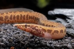 Kongo-Stachelaal, Mastacembelus Cf. Greshoffi (Kongo) 11 Kongo-Stachelaal, Mastacembelus Cf. Greshoffi (Kongo) -Aquariumladen = das Beste. Kongo Stachelaal Mastacembelus cf greshoffi Kongo 2