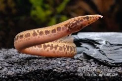 Kongo-Stachelaal, Mastacembelus Cf. Greshoffi (Kongo)