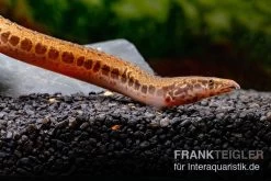 Kongo-Stachelaal, Mastacembelus Cf. Greshoffi (Kongo) 10 Kongo-Stachelaal, Mastacembelus Cf. Greshoffi (Kongo) -Aquariumladen = das Beste. Kongo Stachelaal Mastacembelus cf greshoffi Kongo 5