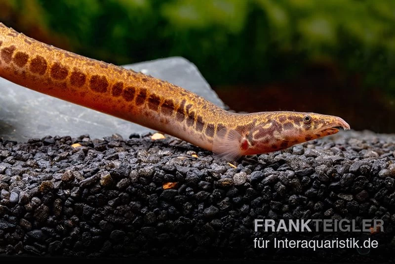 Kongo-Stachelaal, Mastacembelus Cf. Greshoffi (Kongo) 6 Kongo-Stachelaal, Mastacembelus Cf. Greshoffi (Kongo) – Bild 4