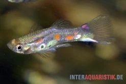 Kongo-Wildguppy, Poecilia Sp. Congo Guppy, 10 Paare (20 Fische) 9 Kongo-Wildguppy, Poecilia Sp. Congo Guppy, 10 Paare (20 Fische) -Aquariumladen = das Beste. Kongo Wildguppy Poecilia sp Congo Guppy 1