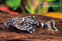 Variegatus-Kaktuswels, L65, Pseudacanthicus Sp. Variegatus, 10-15 Cm