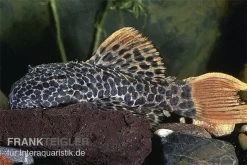 Leopard-Kaktuswels, L 114, LDA 7, L427 Pseudacanthicus Cf. Leopardus -Aquariumladen = das Beste. L 114 Pseudacanthicus leopardus leopardkaktuswels
