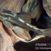 Wels L 137, Peruanischer Cochliodonwels, Panaque Sp. Bruno, 4-8 Cm -Aquariumladen = das Beste. L 137 Panaque sp Bruno