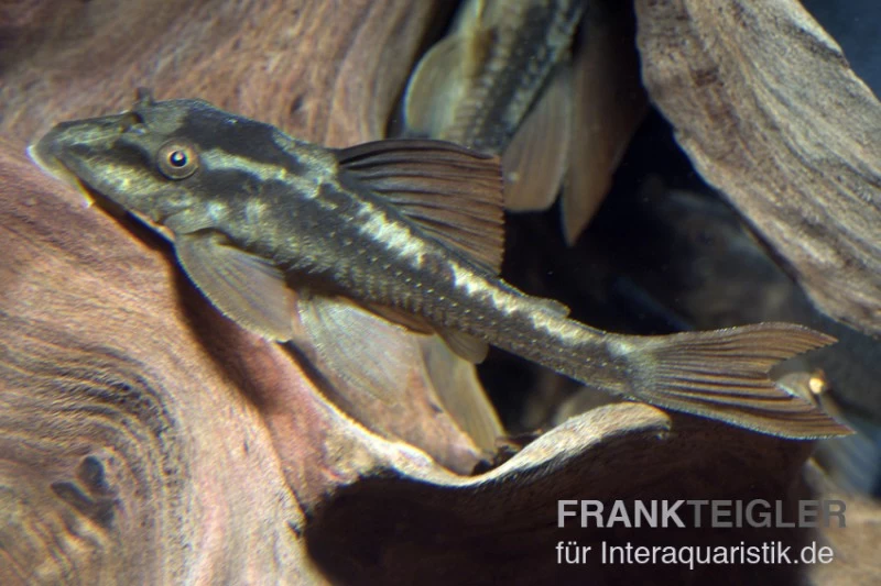 Wels L 137, Peruanischer Cochliodonwels, Panaque Sp. Bruno, 4-8 Cm 3 Wels L 137, Peruanischer Cochliodonwels, Panaque Sp. Bruno, 4-8 Cm