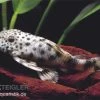 Tapajos-Zwergschilderwels, L140, Peckoltia Sp. -Aquariumladen = das Beste. L 140 Peckoltia brevis tapajos