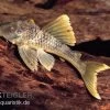 Wels L 141 / L 215 Ancistomus Snethlageae -Aquariumladen = das Beste. L 141 Ancistrinae sp