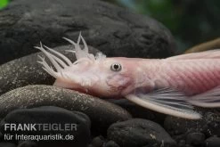 Weißer Antennenwels, Ancistrus Sp. Weiß (Black Eyes) 5 Weißer Antennenwels, Ancistrus Sp. Weiß (Black Eyes) -Aquariumladen = das Beste. L 144 Ancistrus spec Snow White 12