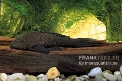 Wels L152 Orinoko-Tannenzapfenwels, Pseudorinelepis Genibarbis -Aquariumladen = das Beste. L 152 Pseudorinelepis sp 2