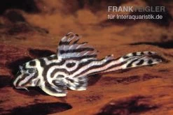 Zebra-Harnischwels, Hypancistrus Spec. L173b "NEW ZEBRA", 4-5 Cm -Aquariumladen = das Beste. L 173 Hypancistrus sp NEW ZEBRA