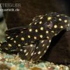 Orinoco-Engelsharnischwels, L201, Hypancistrus Sp. -Aquariumladen = das Beste. L 201 Hypancistrus inspector Big Spots