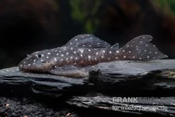 Orinoco-Engelsharnischwels, L201, Hypancistrus Sp. -Aquariumladen = das Beste. L 201 Hypancistrus spec 2