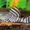 Rosafarbener Tigerharnischwels, L226, Panaqolus Changae -Aquariumladen = das Beste. L 226 Panaque changae Rosafarbener Tigerharnischwel