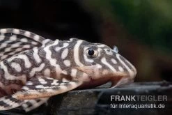 Königstiger-Harnischwels, Hypancistrus Spec. L333 Belo Monte -Aquariumladen = das Beste. L 333 Hypancistrus spec 2