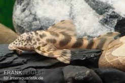 Wels L 387 Pracht-Zwergschilderwels, Ancistomus -Aquariumladen = das Beste. L 387 Ancistomus spec 72