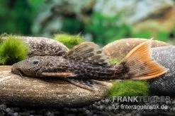 Leopard-Kaktuswels, L 114, LDA 7, L427 Pseudacanthicus Cf. Leopardus -Aquariumladen = das Beste. L 427 Pseudacanthicus cf leopardus 10