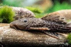 Leopard-Kaktuswels, L 114, LDA 7, L427 Pseudacanthicus Cf. Leopardus -Aquariumladen = das Beste. L 427 Pseudacanthicus cf leopardus 11