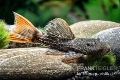 Leopard-Kaktuswels, L 114, LDA 7, L427 Pseudacanthicus Cf. Leopardus -Aquariumladen = das Beste. L 427 Pseudacanthicus cf leopardus 13