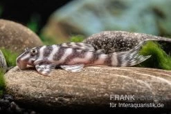 Harnischwels L 450, Hypancistrus Sp. "Santarem" -Aquariumladen = das Beste. L 450 Hypancistrus spec Santarem 8