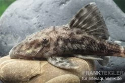 Weißschwanz-Panaque, L90, Panaque Sp. -Aquariumladen = das Beste. L 90 Panaque spec