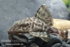 Weißschwanz-Panaque, L90, Panaque Sp. -Aquariumladen = das Beste. L 90 Panaque spec 3
