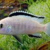 Weißer Labidochromis, Labidochromis Caeruleus White -Aquariumladen = das Beste. Labidochromis caeruleus White
