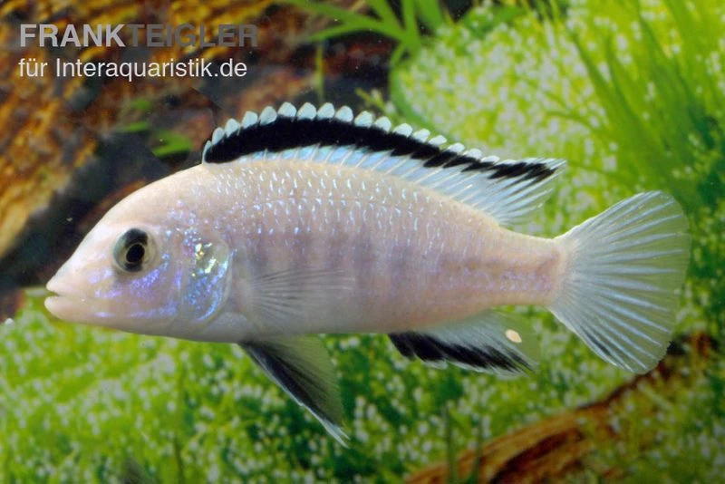 Weißer Labidochromis, Labidochromis Caeruleus White 3 Weißer Labidochromis, Labidochromis Caeruleus White