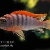 Labidochromis Hongi "Red Top Schweden", Extra Rot, DNZ -Aquariumladen = das Beste. Labidochromis hongi schweden Labidochromis hongi RE