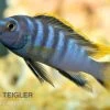 Labidochromis Spec. MBAMBA BAY, DNZ -Aquariumladen = das Beste. Labidochromis spec Mbamba Bay