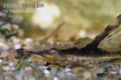 Langflossen-Harnischwels, Sturisoma Festivum