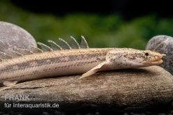 Lapradei-Flösselhecht, Polypterus Lapradei, 20-30 Cm -Aquariumladen = das Beste. Lapradei Floesselhecht Polypterus lapradei 4