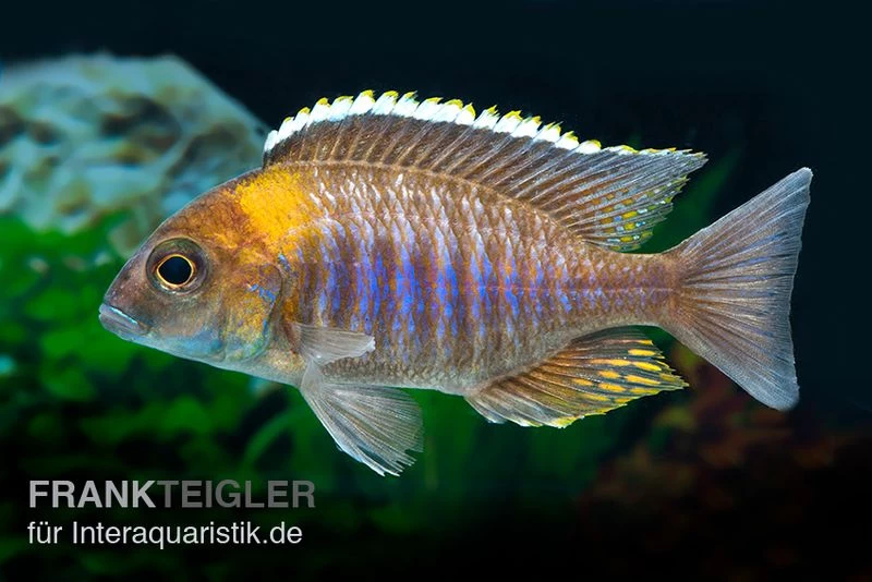 Lethrinops Micrentodon MAKOKOLA, DNZ 3 Lethrinops Micrentodon MAKOKOLA, DNZ