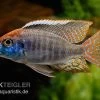 Red-Cap-Cichlide, Lethrinops Spec. Red Cap -Aquariumladen = das Beste. Lethrinops spec RED CAP 10a