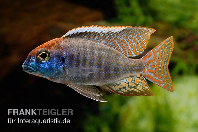 Red-Cap-Cichlide, Lethrinops Spec. Red Cap 3 Red-Cap-Cichlide, Lethrinops Spec. Red Cap