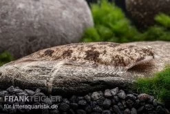 Leucorhynchos-Plattfisch, Süßwasserflunder, Achiroides Leucorhynchos 11 Leucorhynchos-Plattfisch, Süßwasserflunder, Achiroides Leucorhynchos -Aquariumladen = das Beste. Leucorhynchos Plattfisch Achiroides leucorhynchos 2