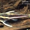Liniendornwels, Platydoras Costatus, -Aquariumladen = das Beste. Liniendornwels Platydoras costatus