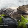 Maulbrütender Harnischwels, Loricaria Simillima -Aquariumladen = das Beste. Loricaria simillima Maulbruetender Harnischwels 1