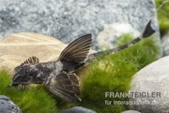 Maulbrütender Harnischwels, Loricaria Simillima -Aquariumladen = das Beste. Loricaria simillima Maulbruetender Harnischwels 2