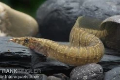 Zebrastachelaal, Mastacembelus Zebrinus