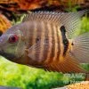 Maulbrütender Augenfleckbuntbarsch, Heros Liberifer, DNZ -Aquariumladen = das Beste. Maulbruetender Augenfleckbuntbarsch Heros liberifer 1