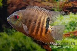 Maulbrütender Augenfleckbuntbarsch, Heros Liberifer, DNZ -Aquariumladen = das Beste. Maulbruetender Augenfleckbuntbarsch Heros liberifer 2