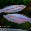 Mayland`s Regenbogenfisch, Melanotaenia Maylandi, 5 Tiere -Aquariumladen = das Beste. Mayland s Regenbogenfisch Melanotaenia maylandi