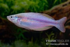Mayland`s Regenbogenfisch, Melanotaenia Maylandi, 5 Tiere -Aquariumladen = das Beste. Mayland s Regenbogenfisch Melanotaenia maylandi 6