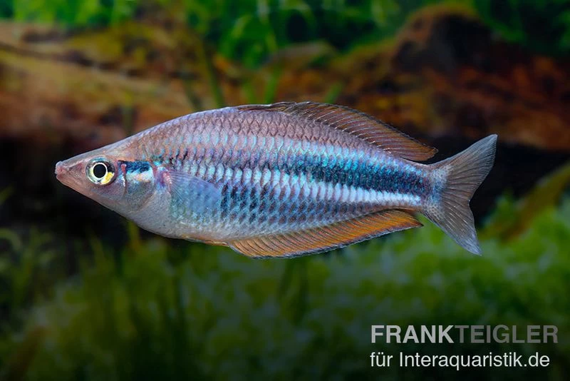 Dansari-River-Regenbogenfisch, Melanotaenia Affinis "Dansari River", 5 Tiere 5 Dansari-River-Regenbogenfisch, Melanotaenia Affinis "Dansari River", 5 Tiere – Bild 3