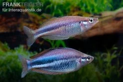 Dansari-River-Regenbogenfisch, Melanotaenia Affinis "Dansari River", 5 Tiere 6 Dansari-River-Regenbogenfisch, Melanotaenia Affinis "Dansari River", 5 Tiere -Aquariumladen = das Beste. Melanotaenia affinis Dansari River 9