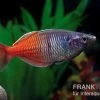 Boesemans Regenbogenfisch Rot, Melanotaenia Boesemani RED, DNZ 2 Boesemans Regenbogenfisch Rot, Melanotaenia Boesemani RED, DNZ -Aquariumladen = das Beste. Melanotaenia boesemani 2